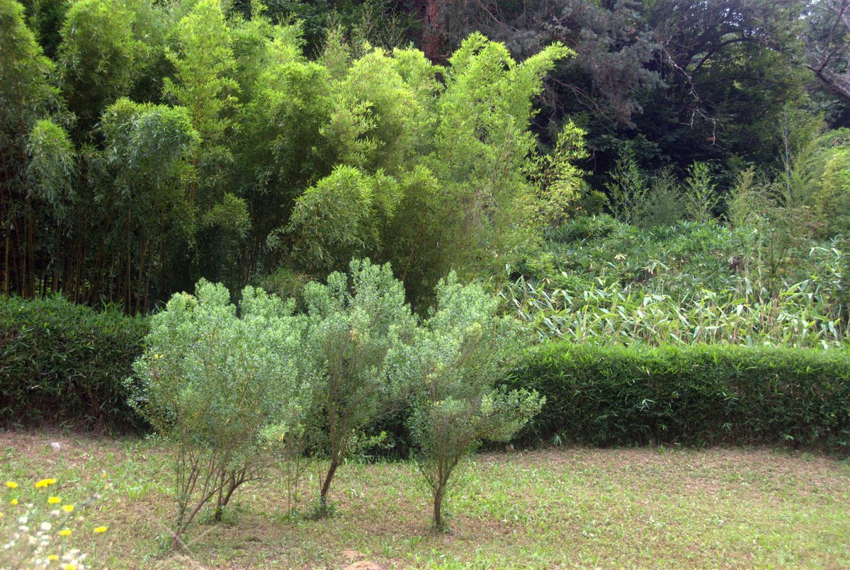 Moso - ambientazione