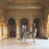 Karen Knorr Special Edition
